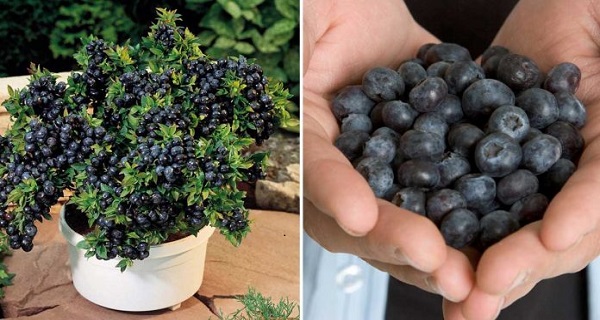 how to grow blueberries in a pot