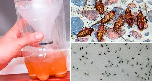 Getting rid of mosquitoes and cockroaches