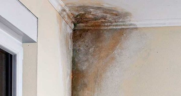 home mold removal