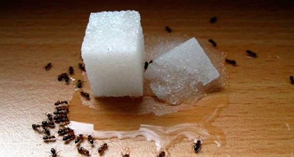 how to permanently get rid of ants