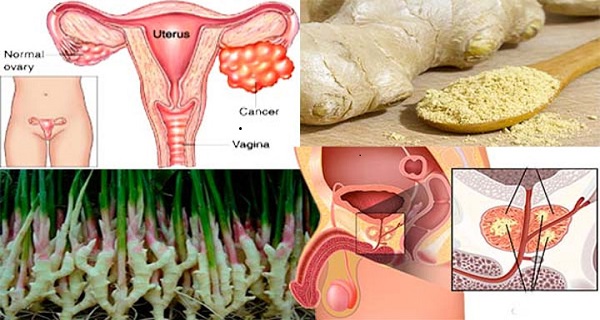 Take Ginger For Fertility And Reproductive Organs Problems! See Why!