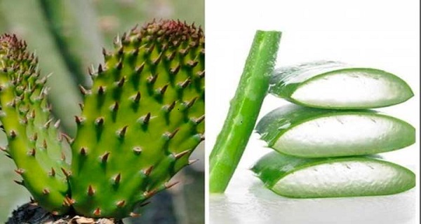 Diabetes Symptoms And Treatment – 3 Homemade Remedies
