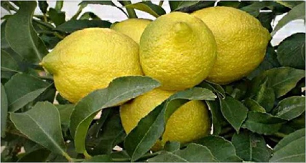 diabetes and lemon