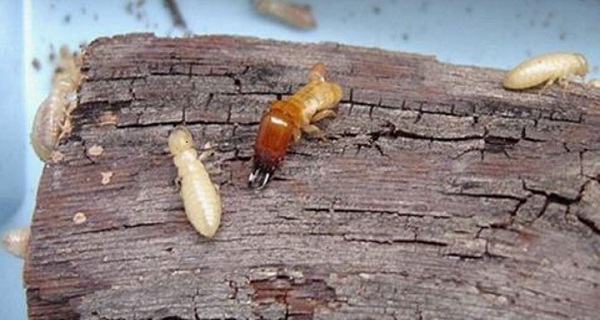 how to get rid of bark beetles in house