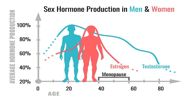 Estrogen And Androgen Discover All The Functions Of The Sex Hormones