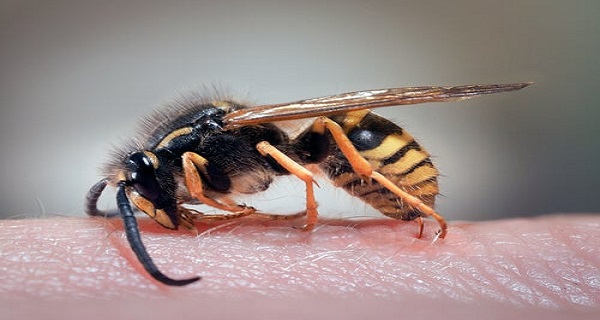 What to Do If a Wasp Stings You? – Use One of These Home Remedies!