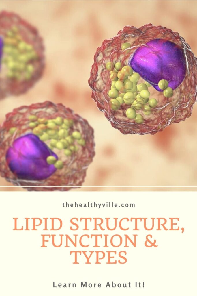 Lipid Structure, Function and Types – Learn More About It!