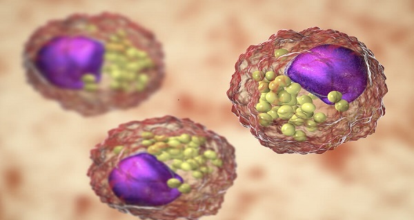 lipid structure