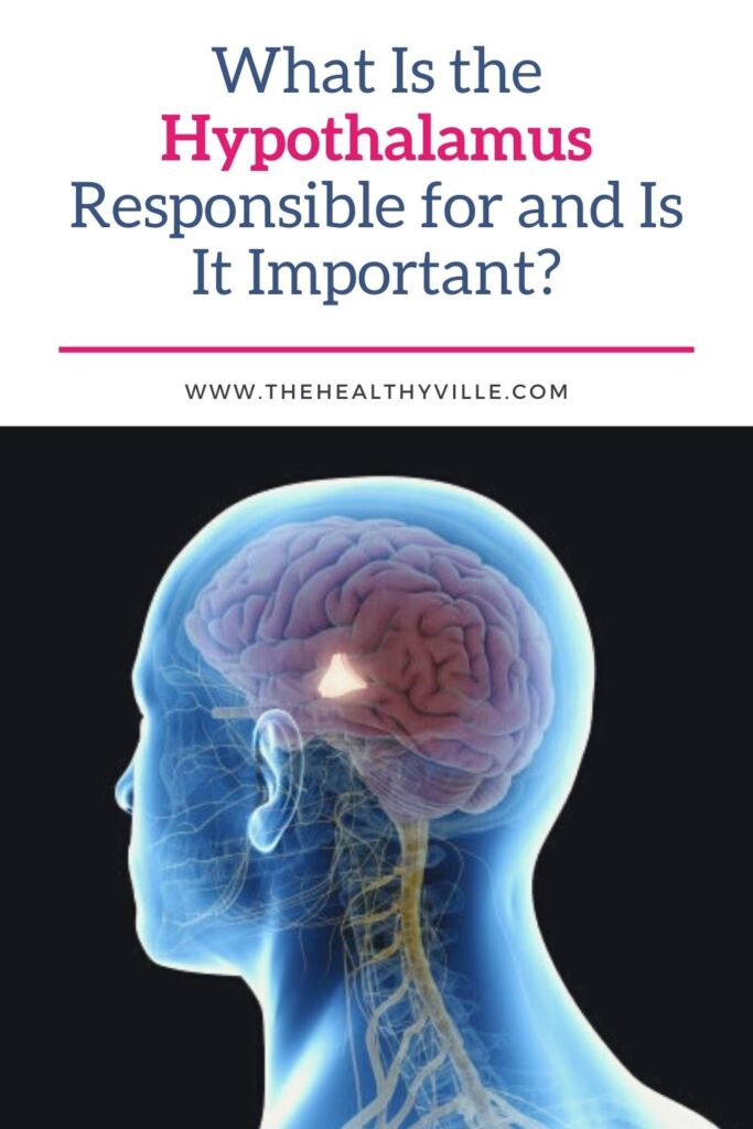 What Is the Hypothalamus Responsible for and Is It Important_