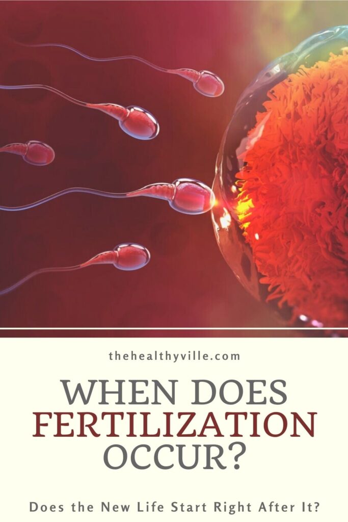 When Does Fertilization Occur_ – Does the New Life Start Right After It_