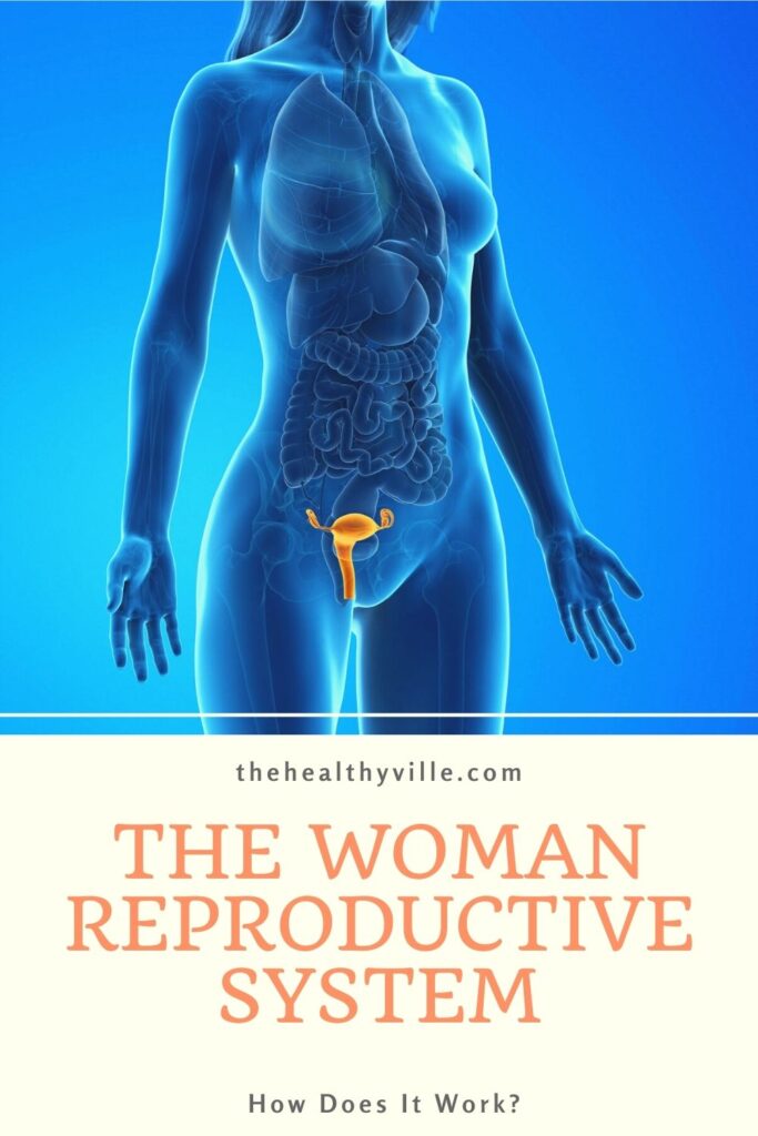 The Woman Reproductive System – How Does It Work