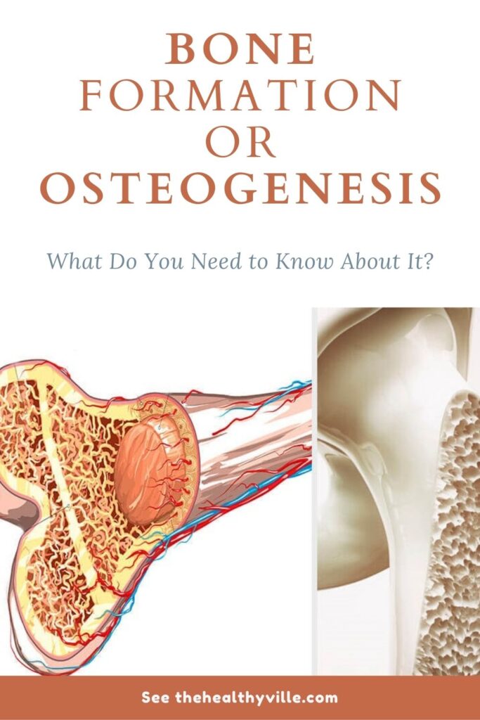Bone Formation or Osteogenesis – What Do You Need to Know About It