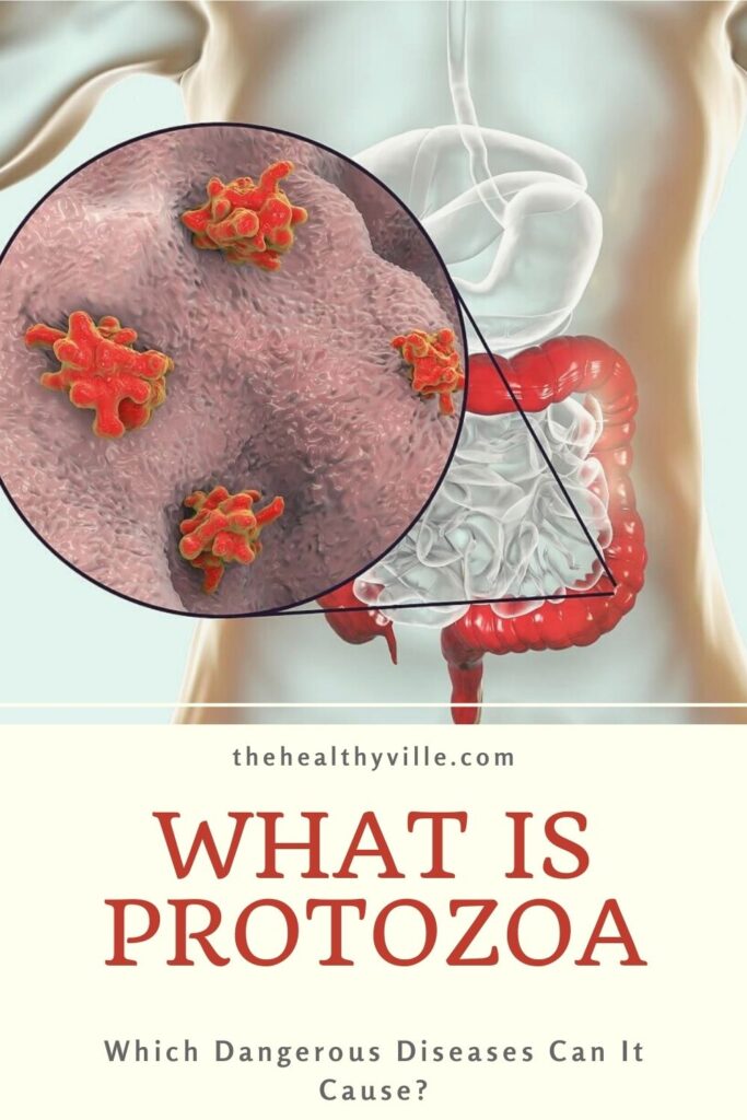 What Is Protozoa and Which Dangerous Diseases Can It Cause