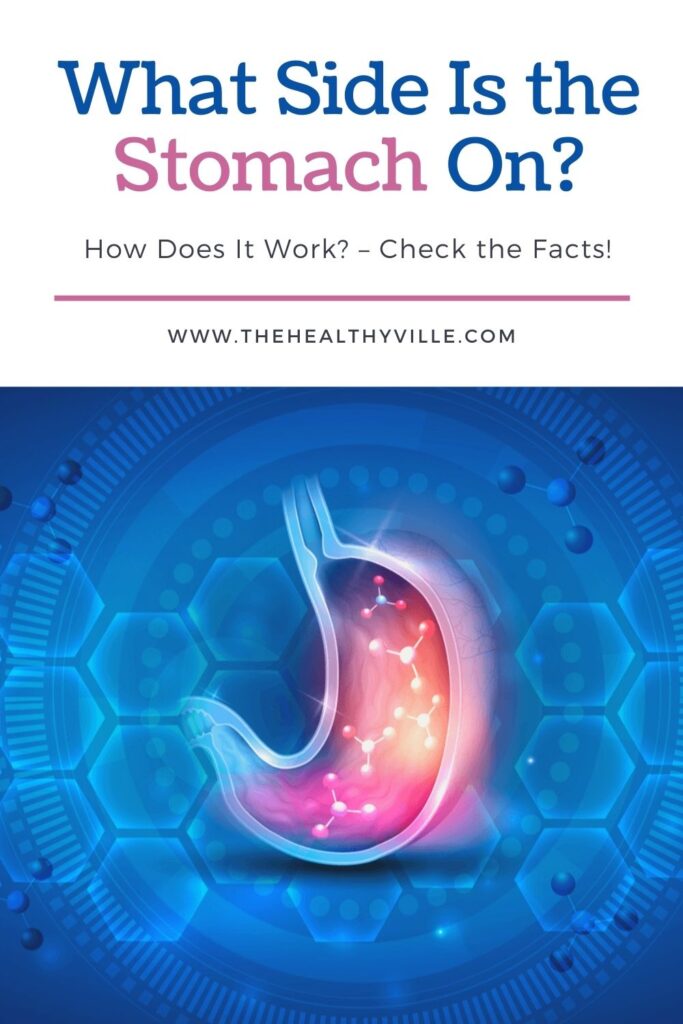What Side Is the Stomach On How Does It Work – Check the Facts!