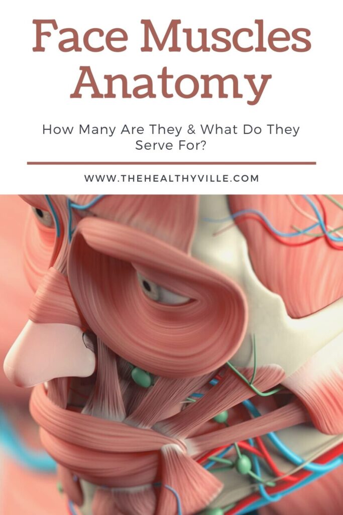 Face Muscles Anatomy – How Many Are They & What Do They Serve For