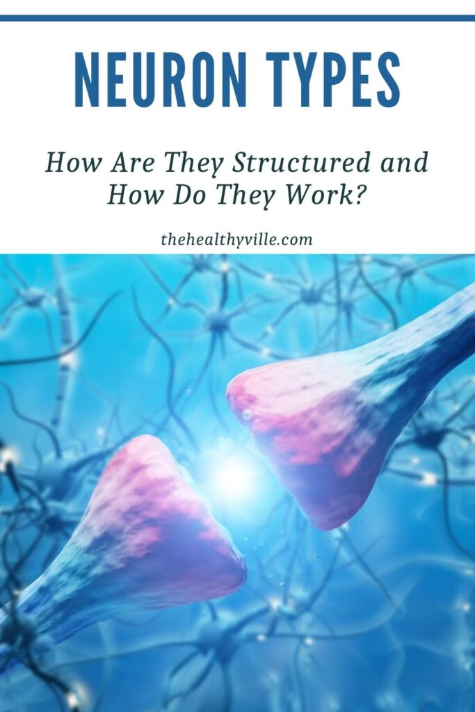 Neuron Types – How Are They Structured and How Do They Work
