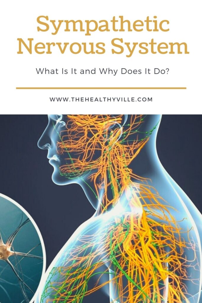 Sympathetic Nervous System – What Is It and Why Does It Do