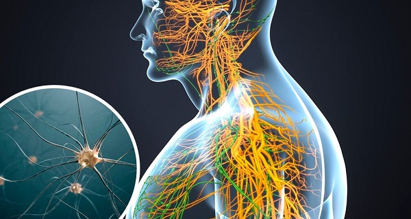 Sympathetic Nervous System – What Is It and Why Does It Do?